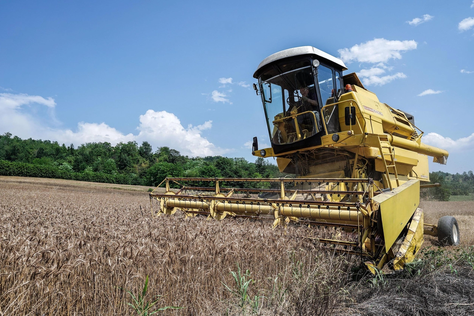 Gli effetti del clima sul grano duro  "Produzione in calo del 15-20%"