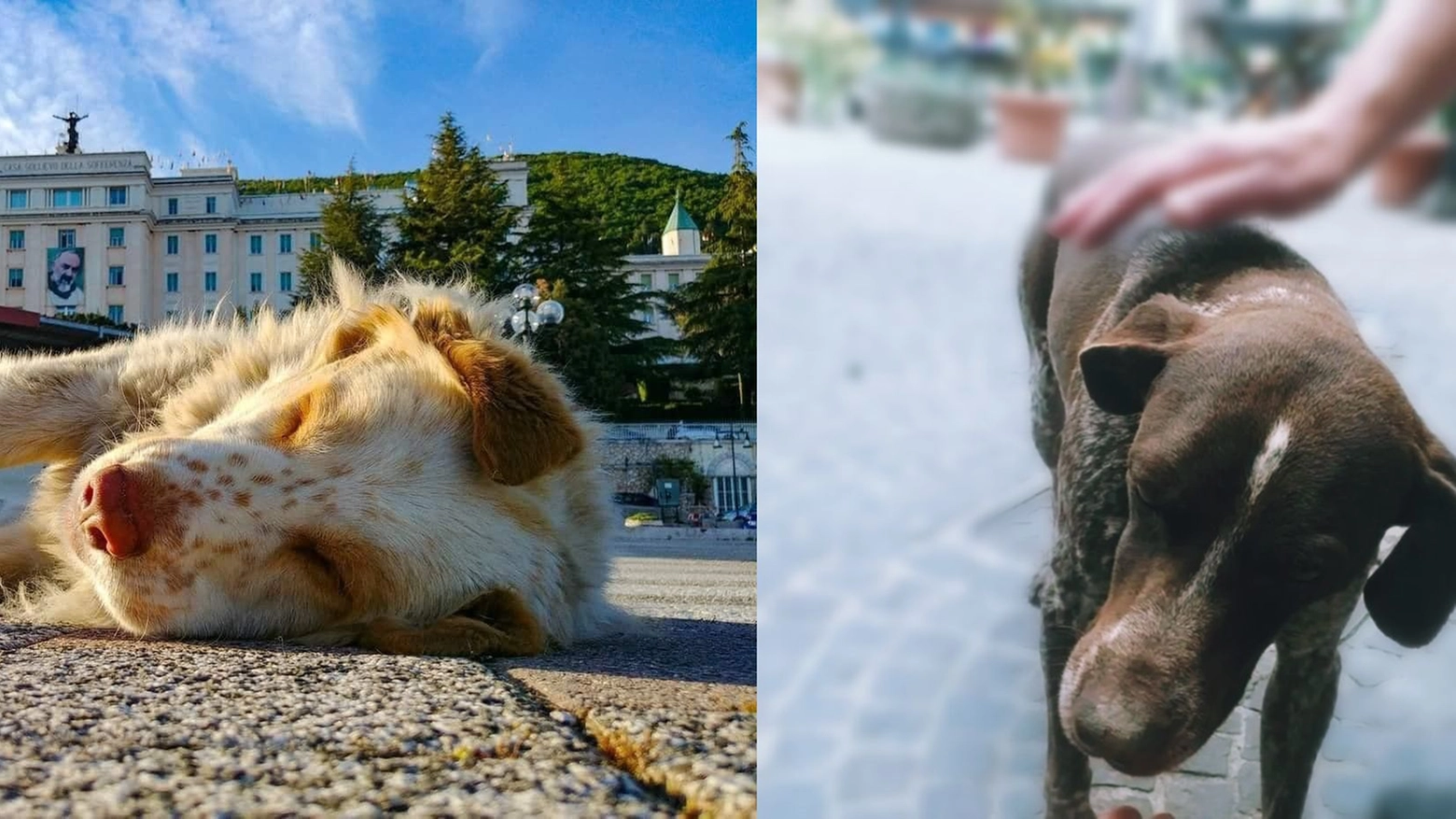 L'Enpa denuncia: due cani uccisi in meno di un giorno