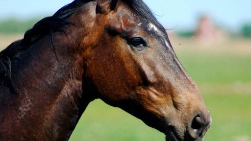Un cavallo in una foto d'archivio