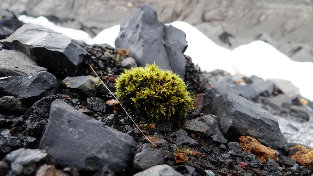 Una palla di muschio nota come "topo dei ghiacciai" - Foto: CC flickr/dration