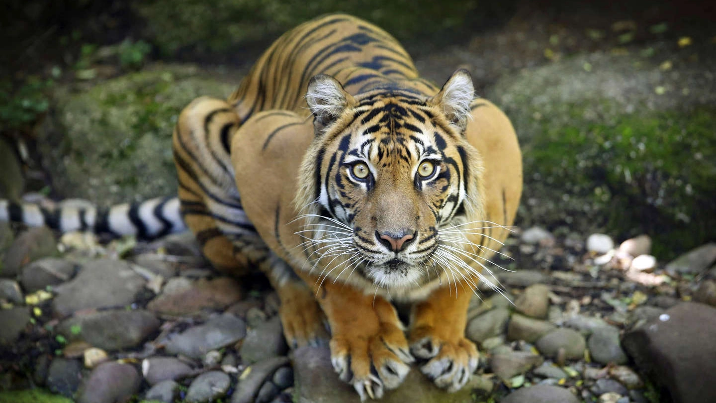 Tigre in una foto Olycom