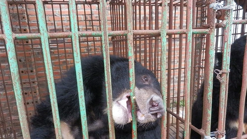 Uno degli orsi che sarà liberato da Animal Asia