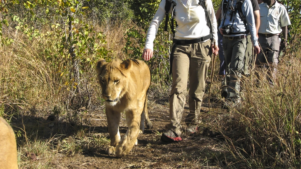 Le passeggiate con i leoni sono un'attività da evitare