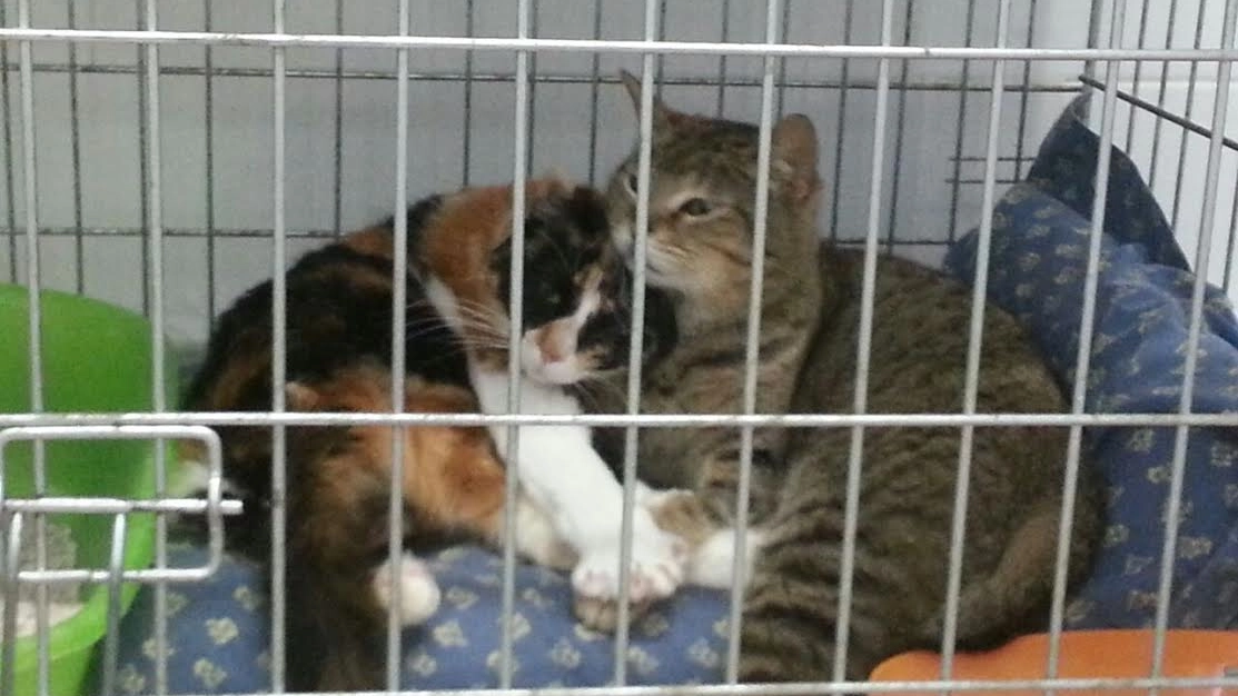 Pury e Mimma nella gabbia del veterinario