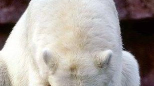Un orso siberiano