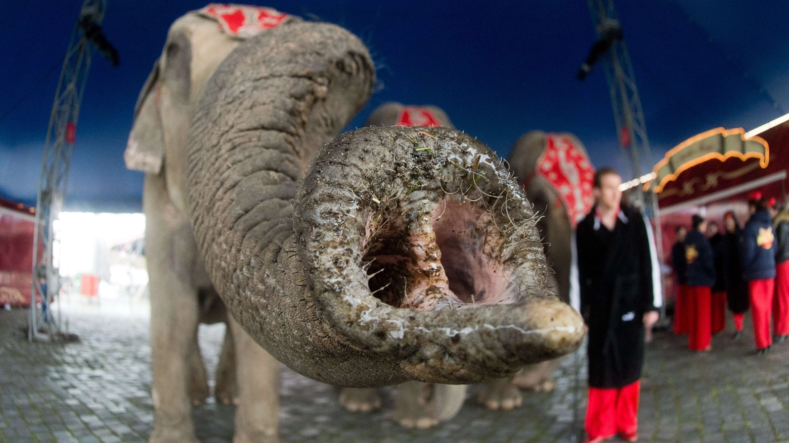 Elefante del circo in una foto di repertorio (Foto AFP)