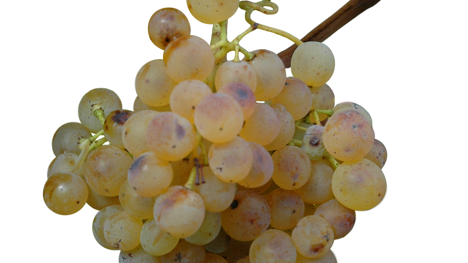 Liguria, uve e vitigni  in terrazza