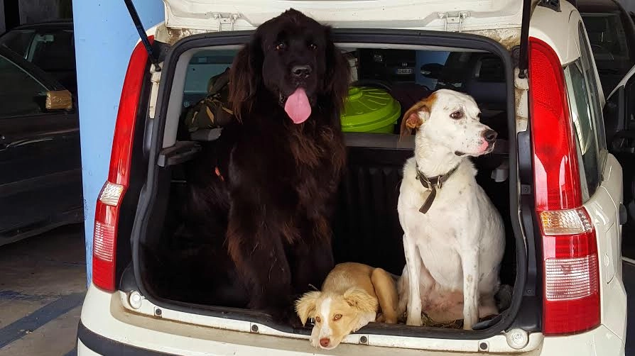 Cani in auto in una foto di repertorio L.Gallitto