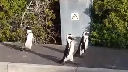 Sudafrica, pinguini a spasso nella città deserta
