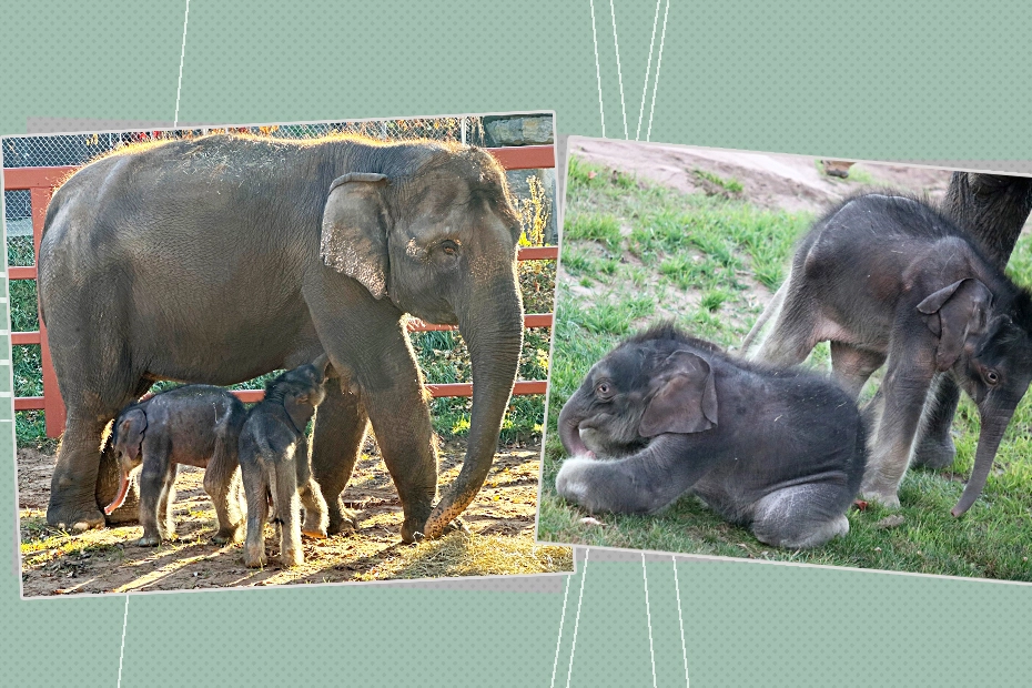 Elefantini gemelli: un parto rarissimo negli Usa 