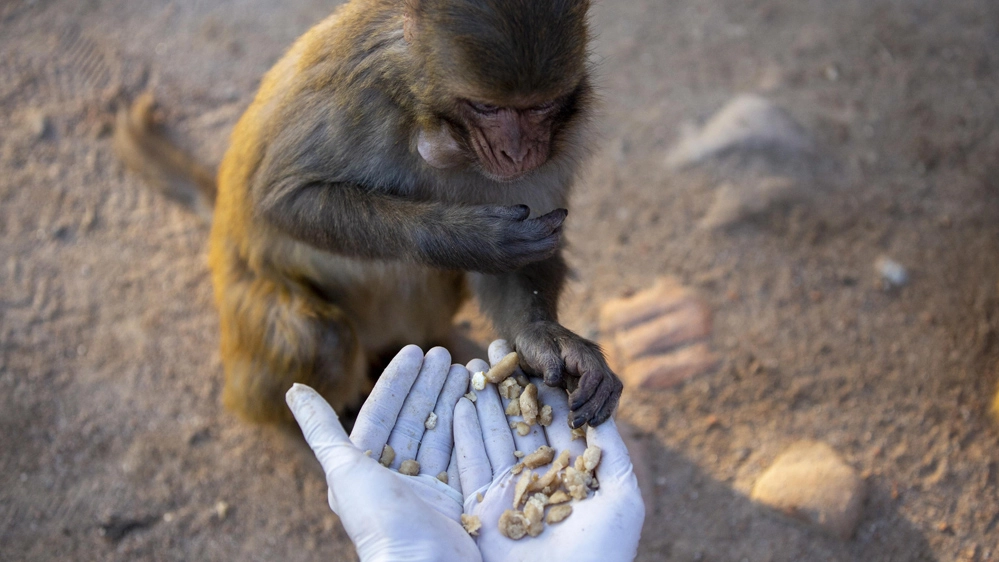 I volontari sfamano le scimmie del tempio - Foto: ANSA/EPA/NARENDRA SHRESTHA