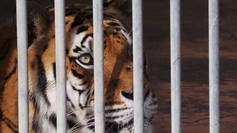Tigre in gabbia in una foto d'archivio