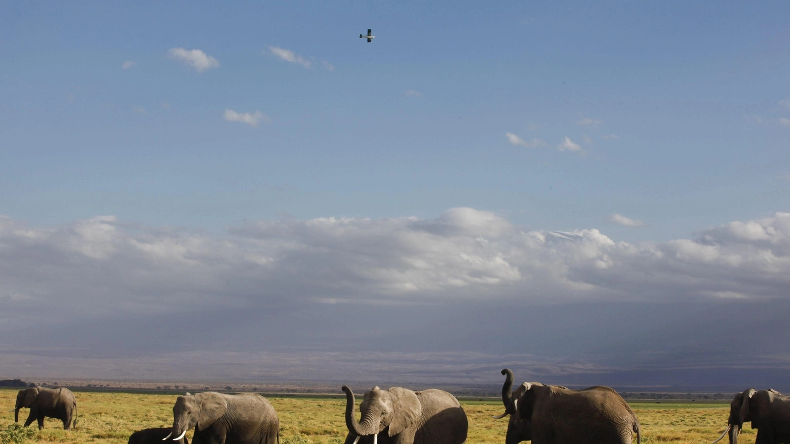 Elefanti africani in una foto Ansa