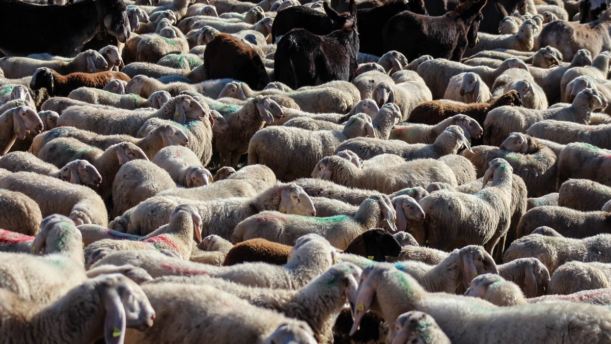Pecore in una foto L.Gallitto