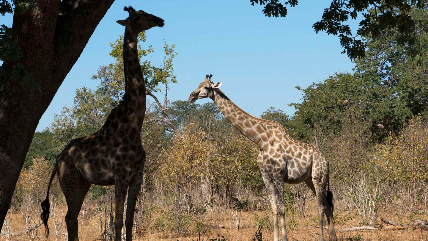 Giraffe in Zambia in una foto Olycom