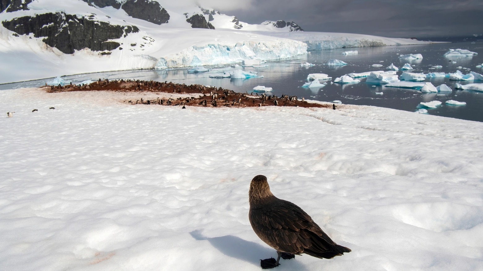 Influenza aviaria scoperta per la prima volta in Antartide in due esemplari di skua morti (repertorio)