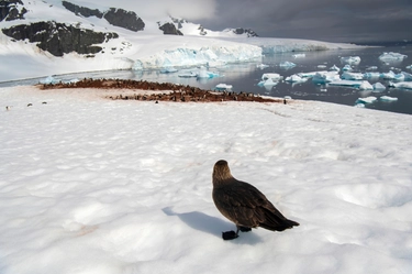 Influenza aviaria in Antartide: “E’ la prima volta, il virus A/H5 trovato in due skua morti”