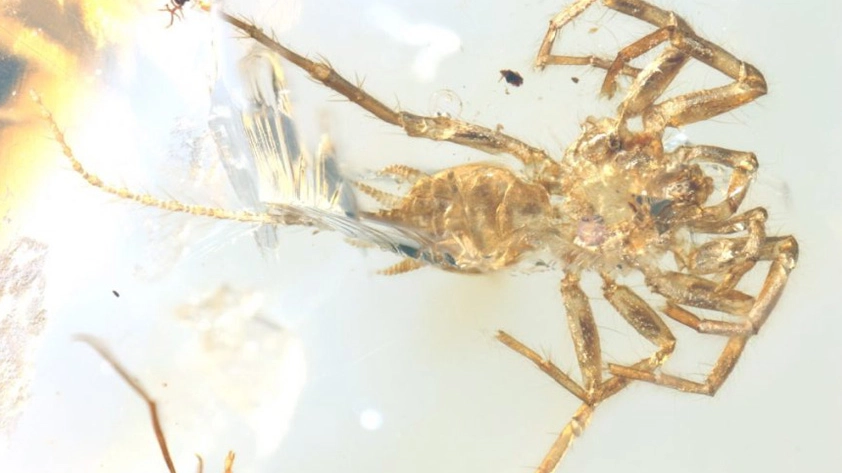 Un ragno con la coda conservato nell'ambra (Foto: Bo Wang)