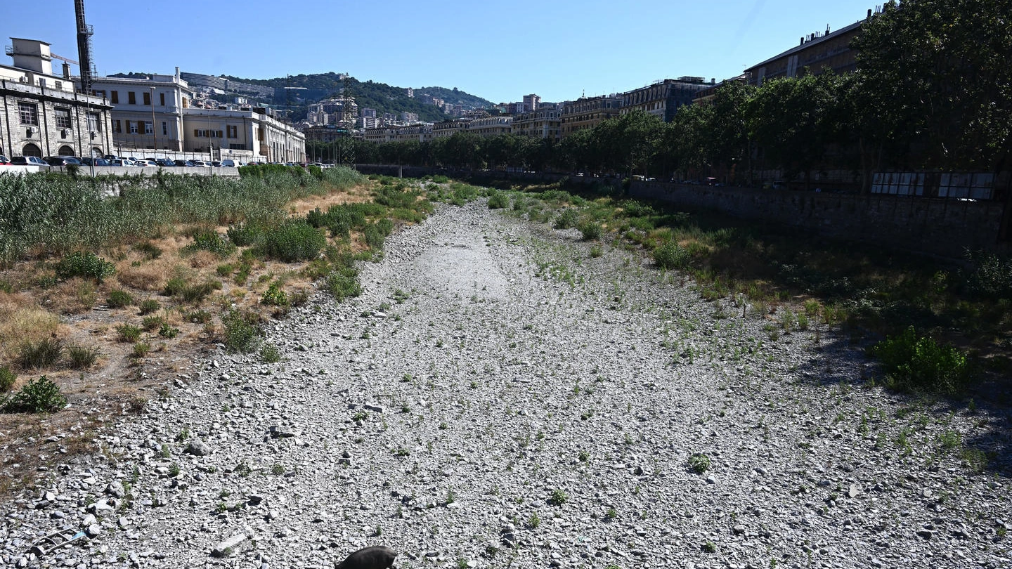 Genova, cinghiali in cerca di acqua nel letto asciutto del torrente Bisagno (Ansa)