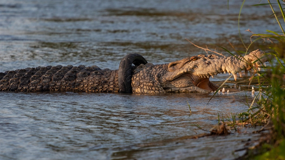 Il coccodrillo con il copertone infilato sul collo - Foto: ANSA/EPA/OPAN BUSTAN