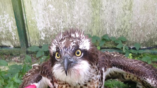 Il falco pescatore ferito dai bracconieri