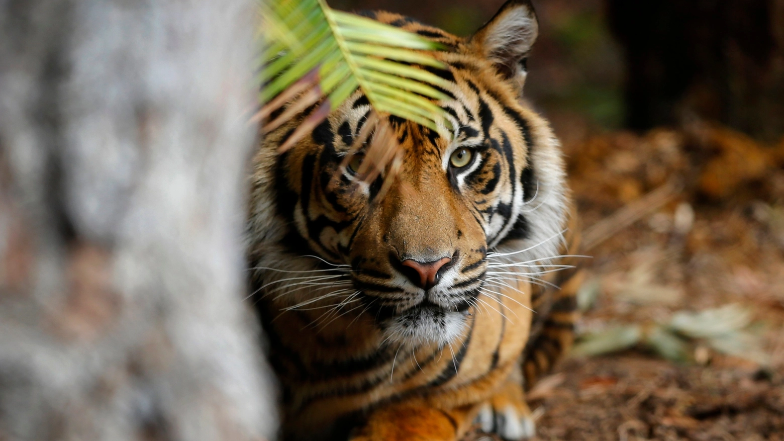 Tigre in una foto Reuters