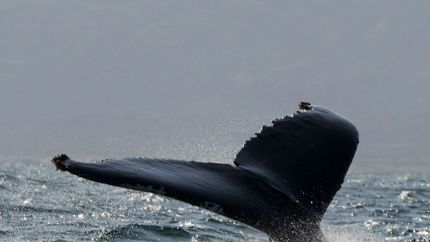 Balena in mare in una foto AFP