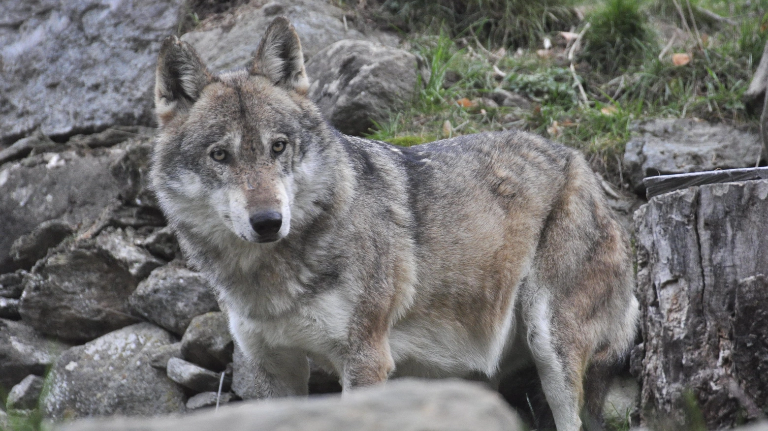 Aumentano gli avvistamenti di lupi sulle montagne liguri