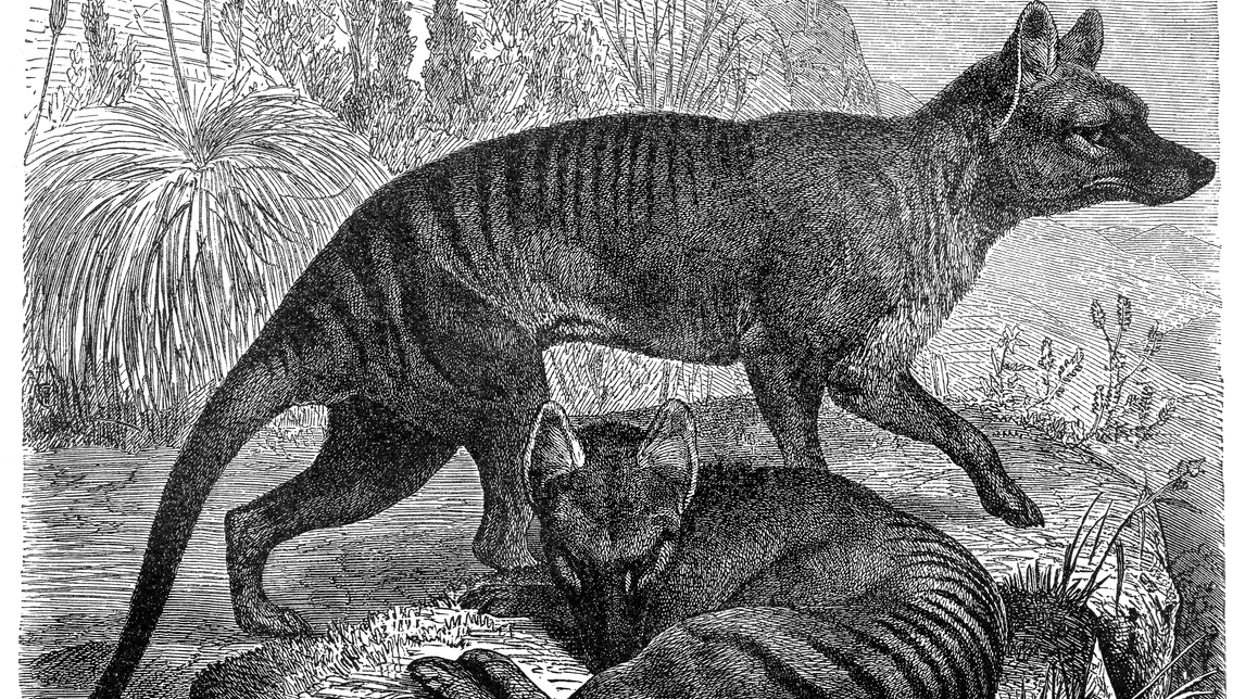 Il tilacino in un'antica illustrazione