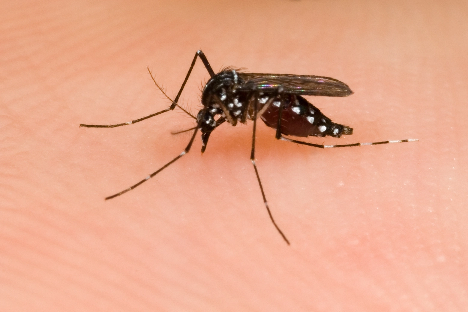 Zanzare e alluvione: cosa sapere