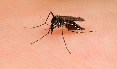 Alluvione e allarme zanzare, l’entomologo: ecco a cosa fare attenzione