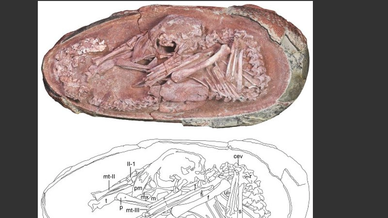 L'embrione di dinosauro scoperto in Cina (Rivista iScience)