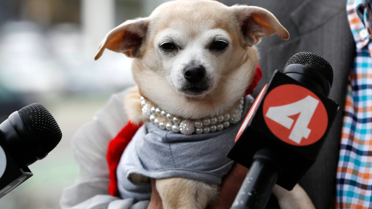 Frida, il piccolo chihuahua sindaco per un giorno di San Francisco (Reuters)