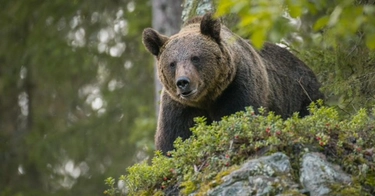 Trentino, stop all’abbattimento dell’orso. Il Tar sospende l’ordinanza