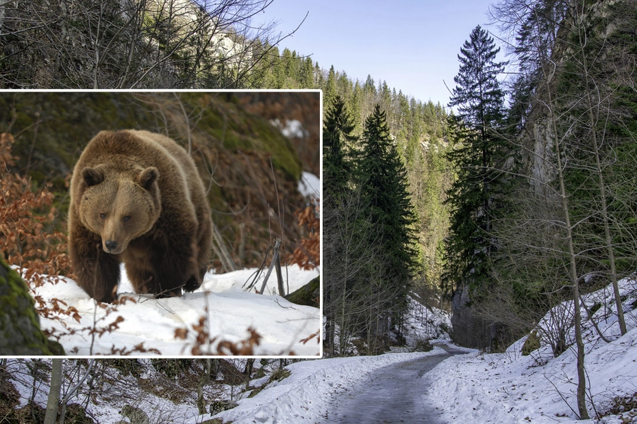 L'orsa JJ4 potrebbe essere trasferita nel santuario di Zarnesti, in Romania