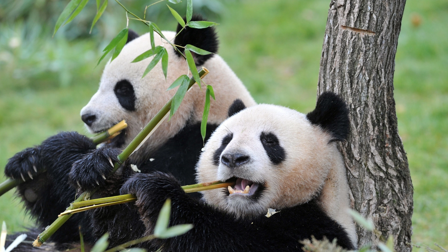 Panda giganti in una foto AFP
