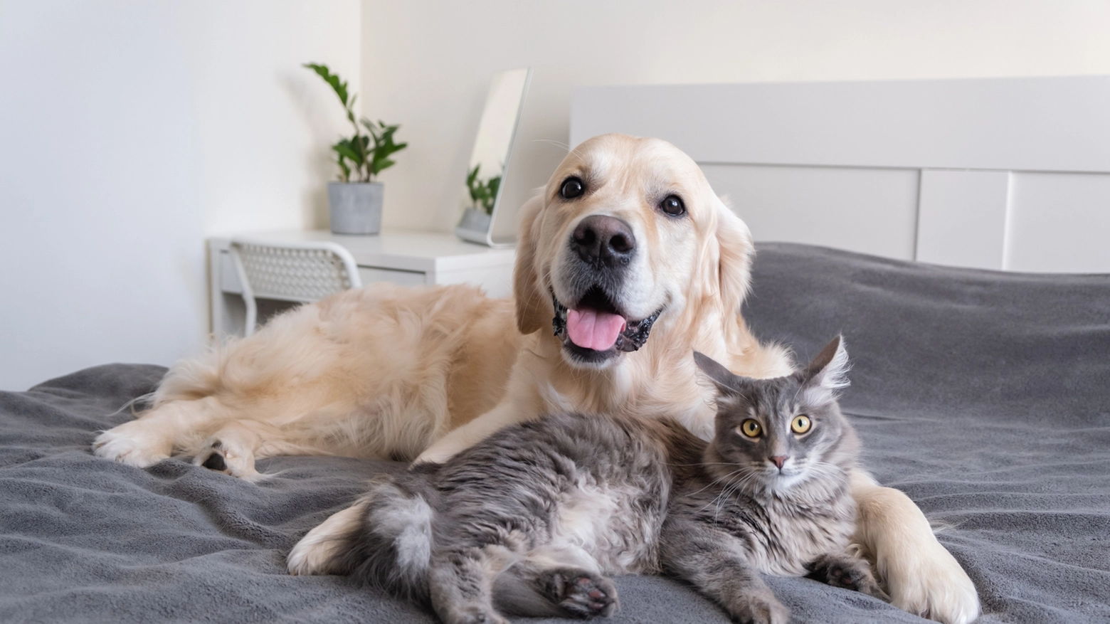Crediti iStock - Quanto costa mantenere un cane o un gatto