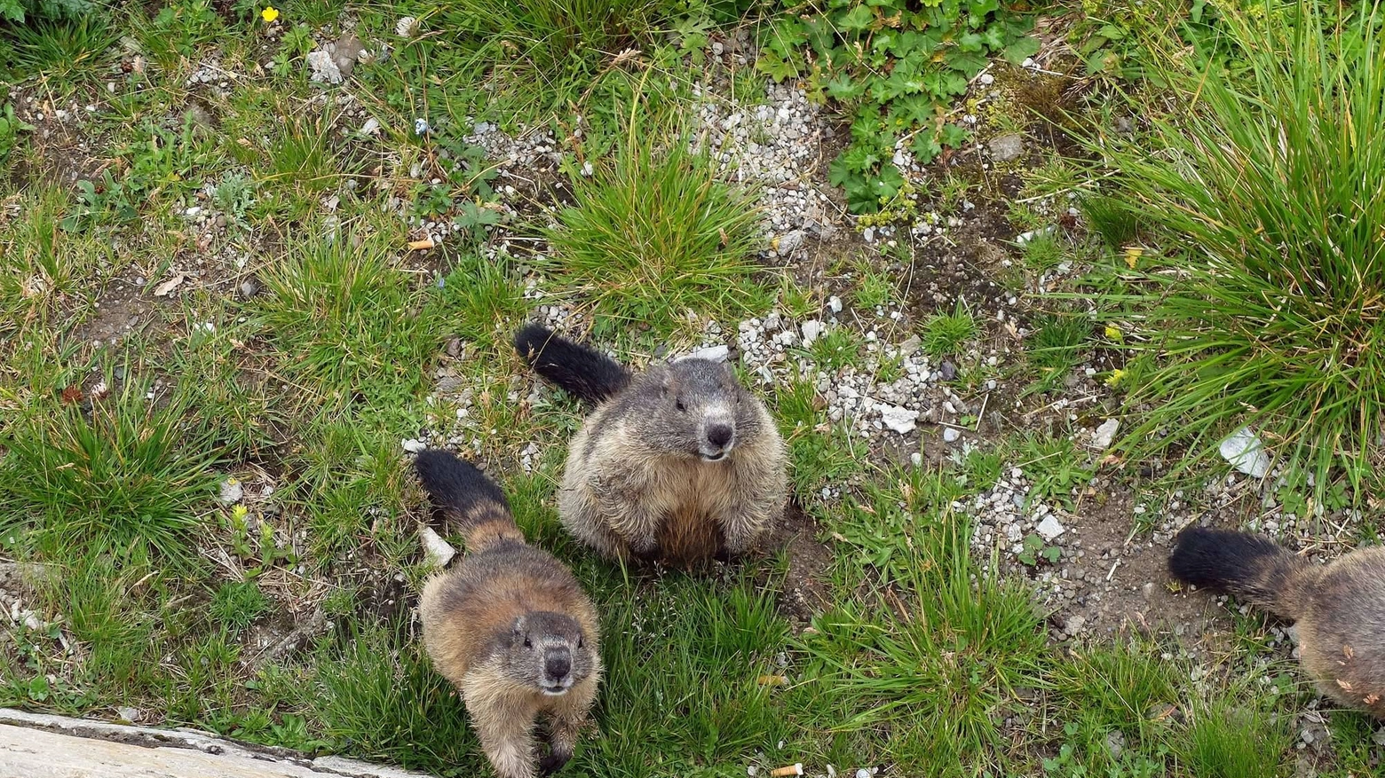 Marmotte in una foto Olycom