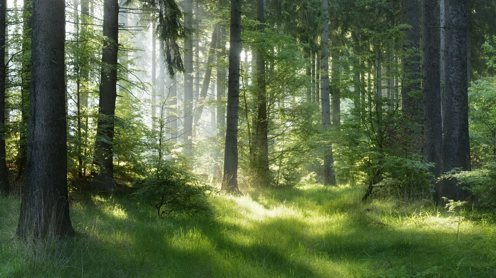 Avremo ancora foreste come questa, in futuro?