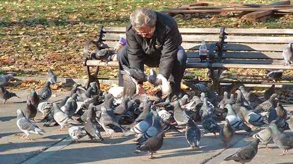 Anziano da cibo ai piccioni (immagini di repertorio)