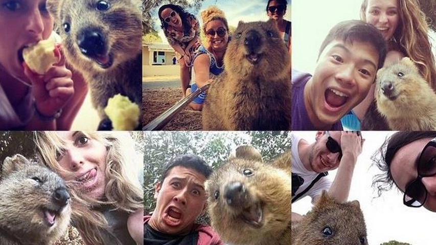Selfie con il Quokka, l'animale più felice del mondo