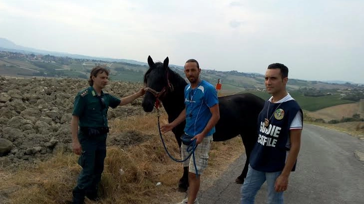 Il cavallo portato in salvo dalle Guardie di Fare Ambiente