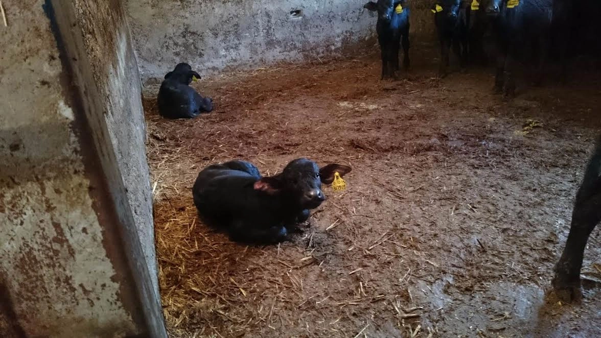 Bufali cuccioli di uno degli allevamenti ispezionati