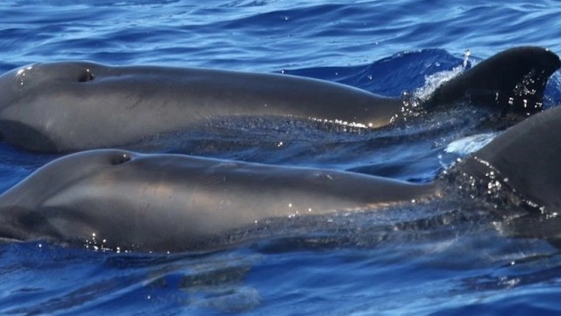 In basso, il delfino balena delle hawaii - foto Kimberley Wood Cascadia Research