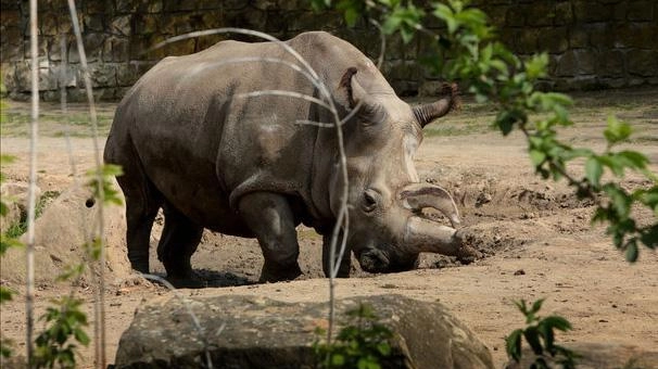 Nabiré, femmina di rinoceronte bianco (Ansa)