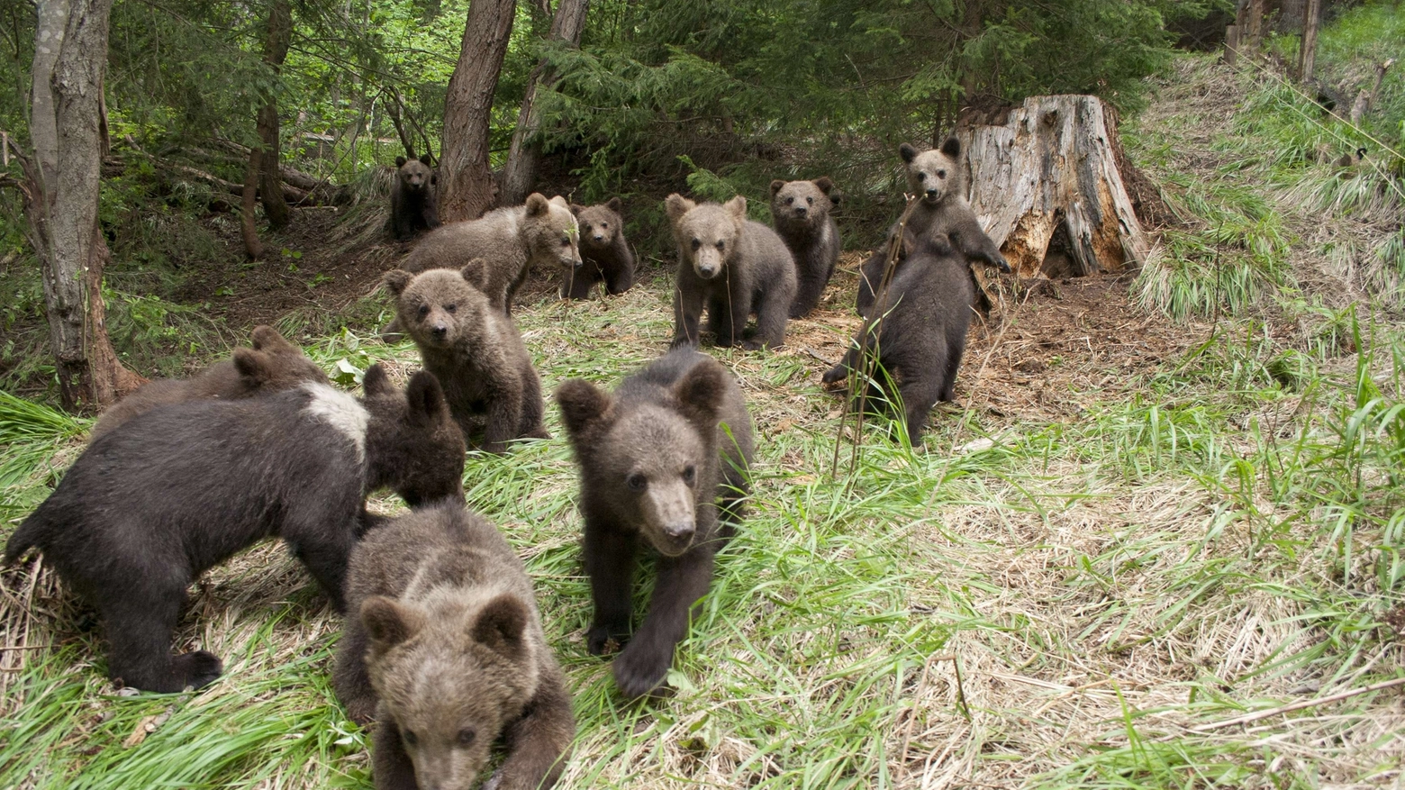 Cuccioli di orsi bruni (Foto AFP)