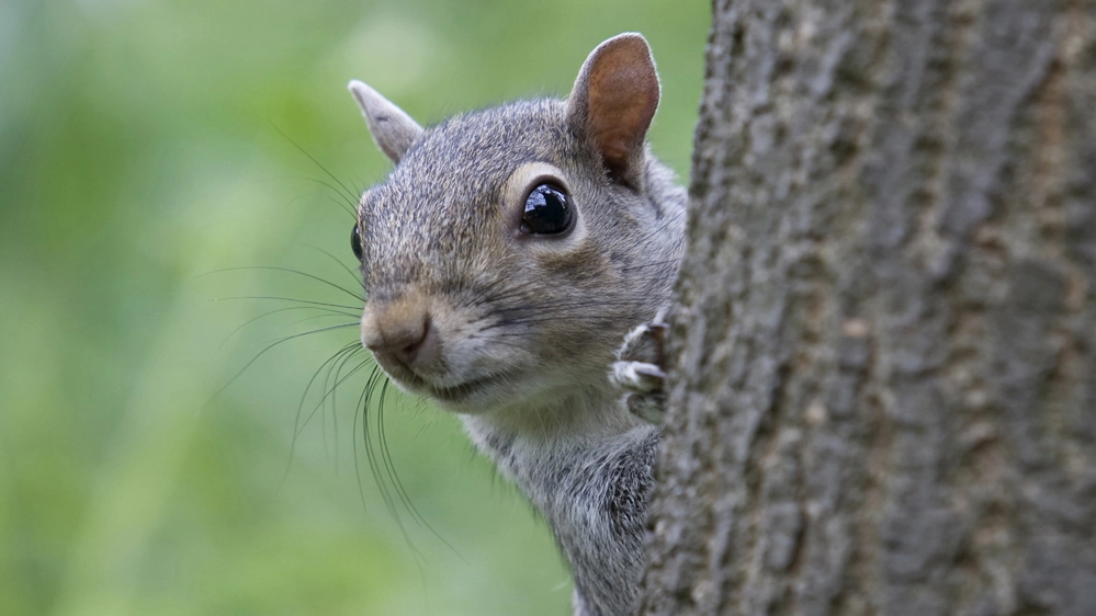 Lo scoiattolo grigio è carino, ma è una specie invasiva in Europa