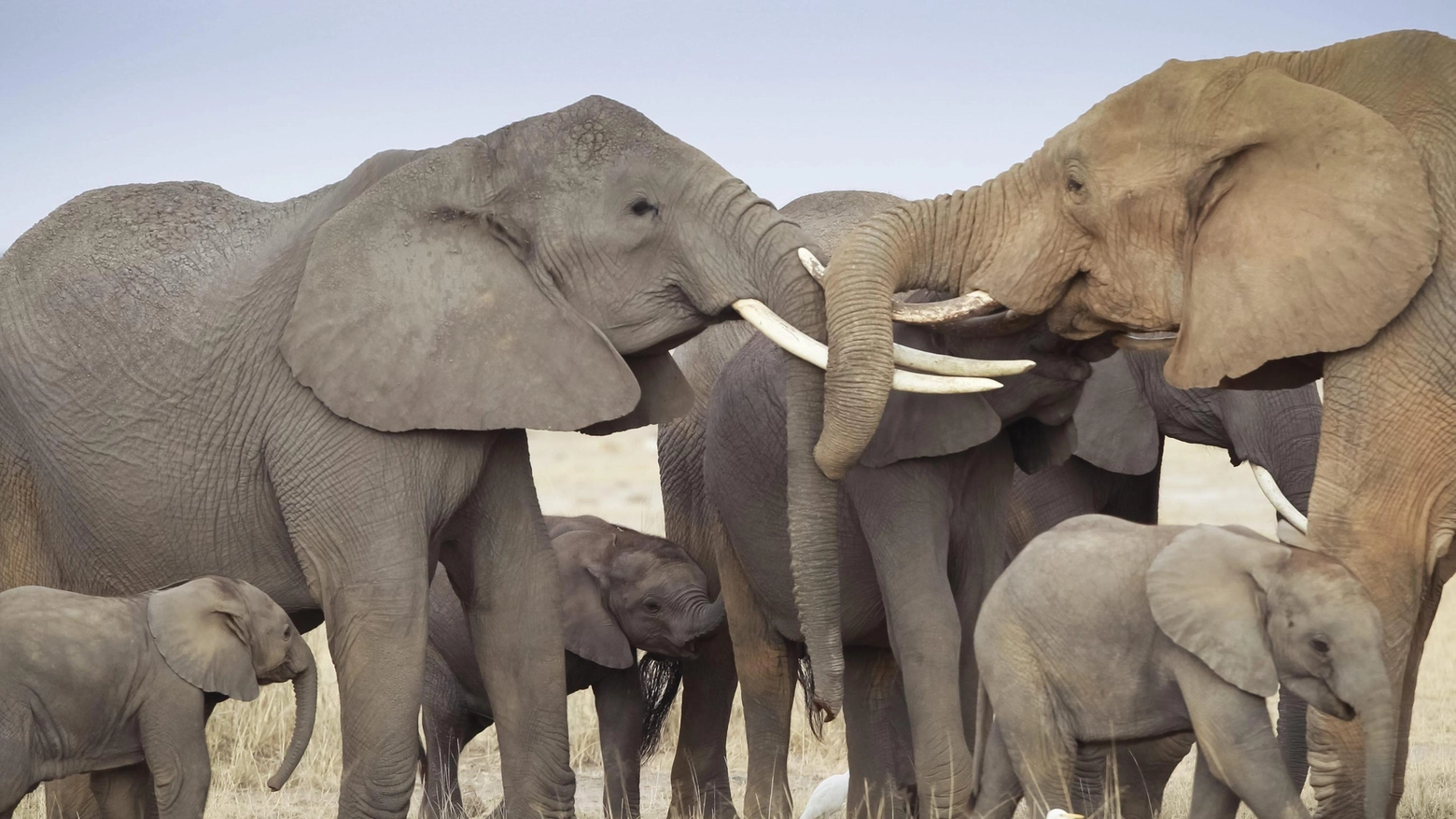 Elefanti in una foto Ansa