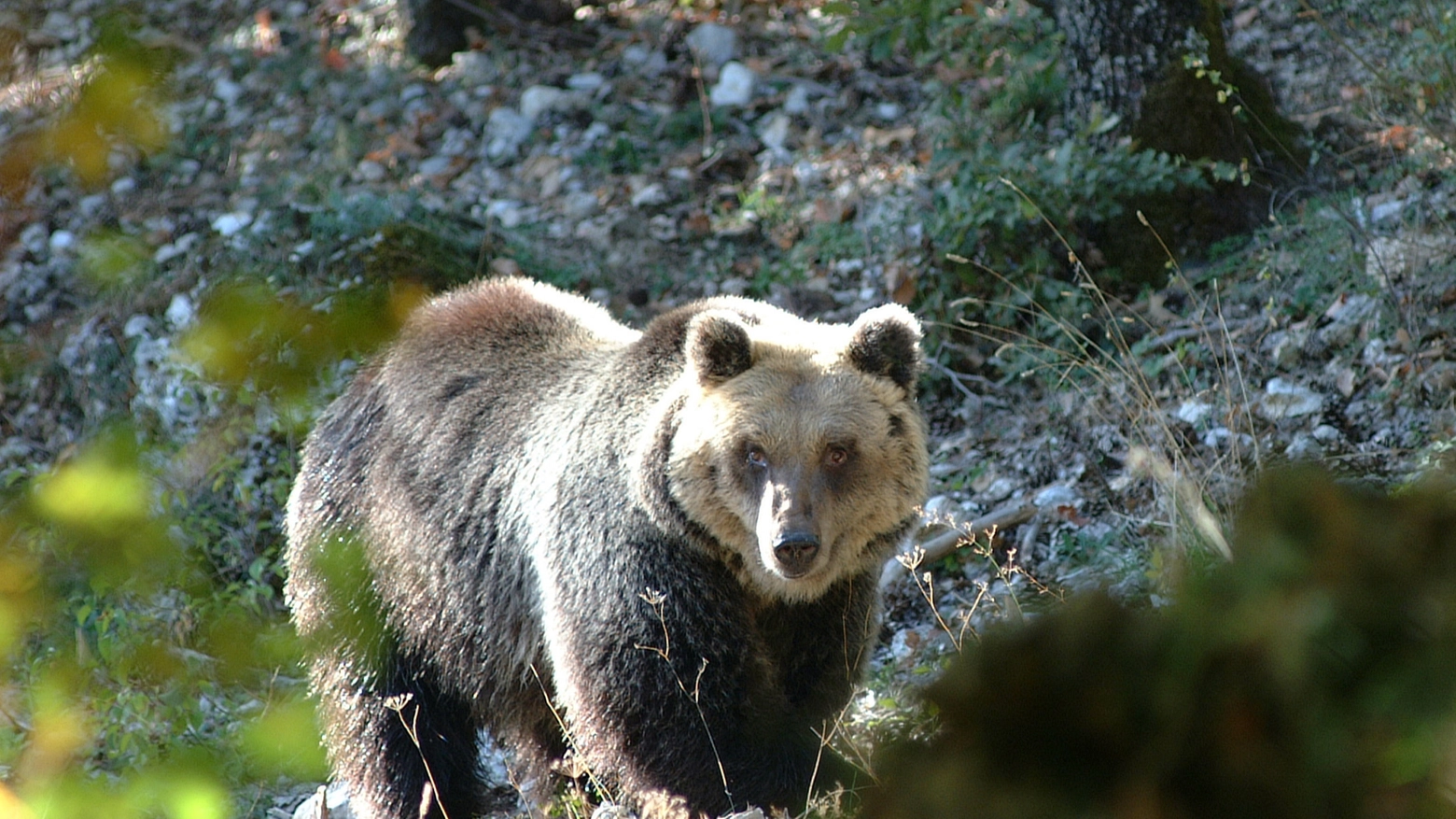 Un orso bruno marsicano del Parco Nazionale d'Abruzzo (Ansa)