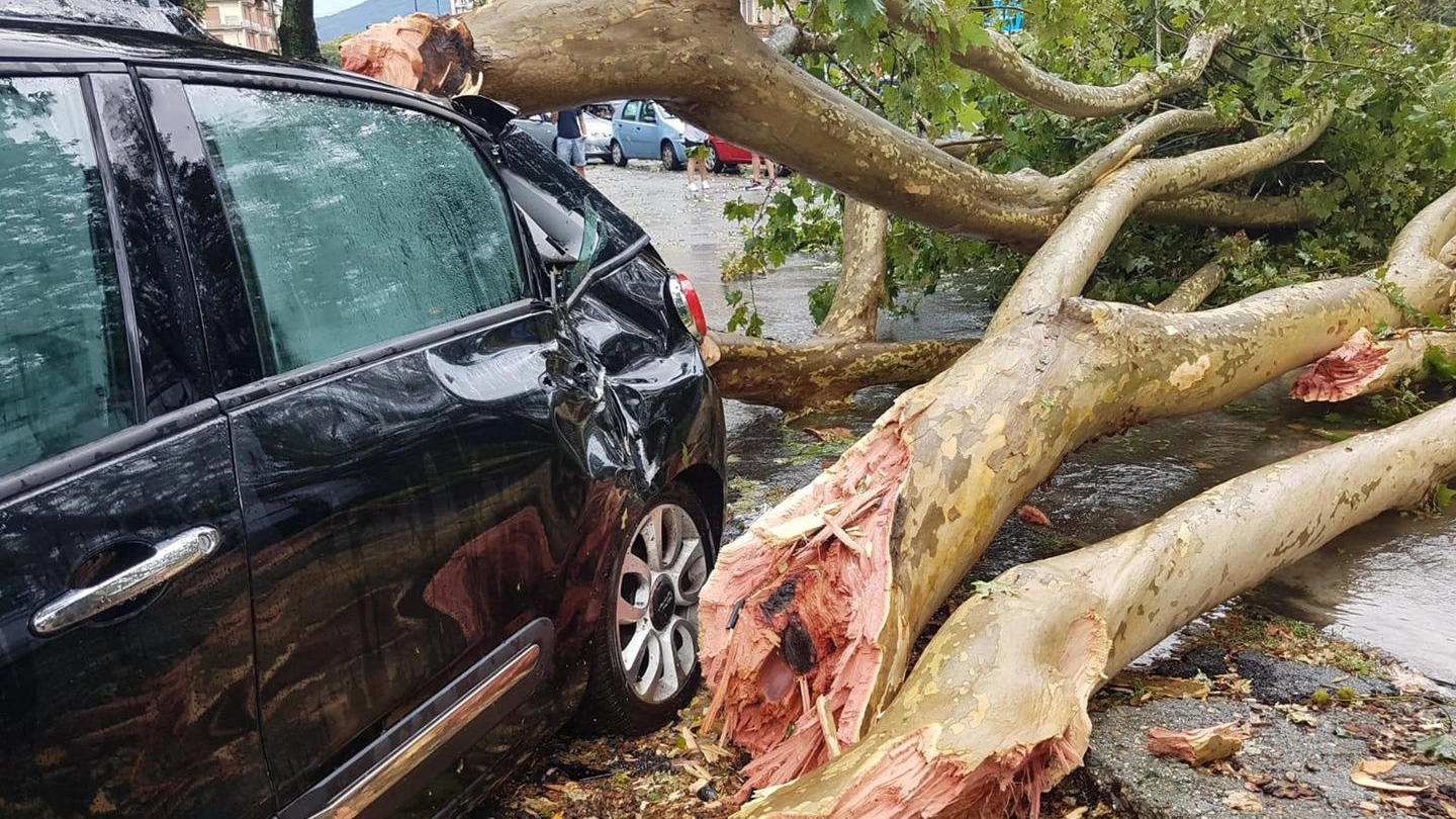 Maltempo a Torino, albero cade su auto (Ansa)